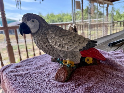 Large unique african grey - large,