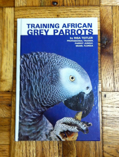 Training african grey parrots - parrots,