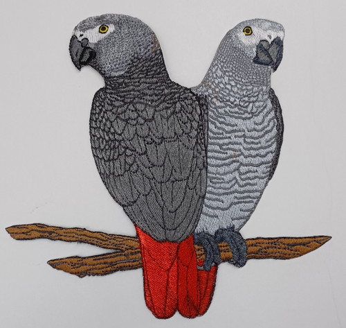 African grey parrots pair bird - grey,