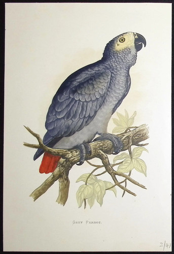 African grey parrot - african,